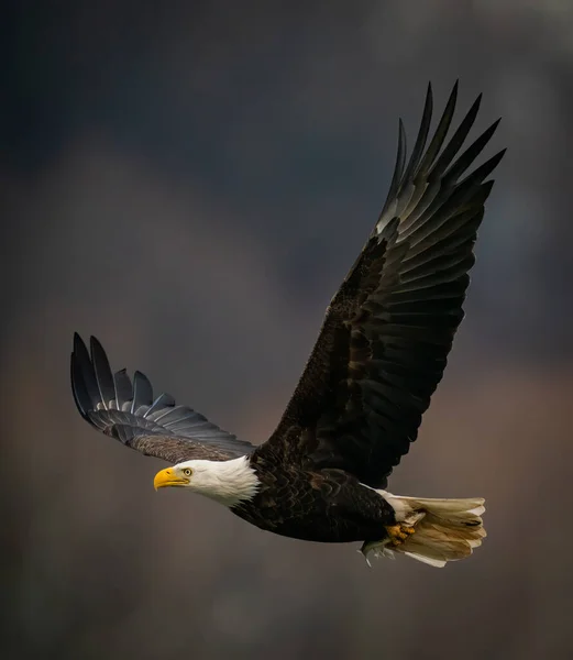 Maryland 'deki Susquehanna Nehri' nin üzerinde koyu arka planda uçan kel kartal. — Stok fotoğraf