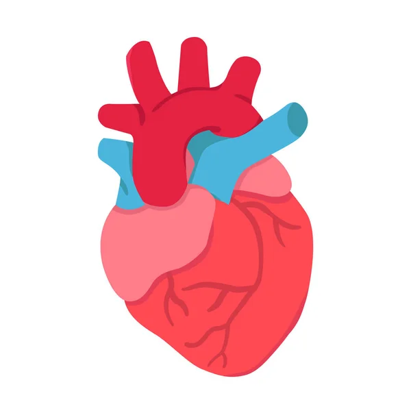 Ilustração Coração Aorta Veias Anatomia — Vetor de Stock