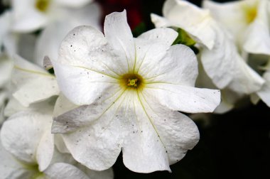 Yorkshire kırsalında çiçek numunesi