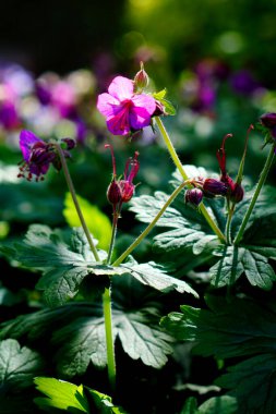Yorkshire kırsalında bitki örtüsü