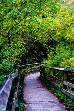 Yorkshire kırsalında bitki örtüsü