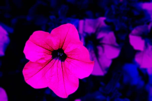 Yorkshire Kırsalında Çiçek Numunesi — Stok fotoğraf