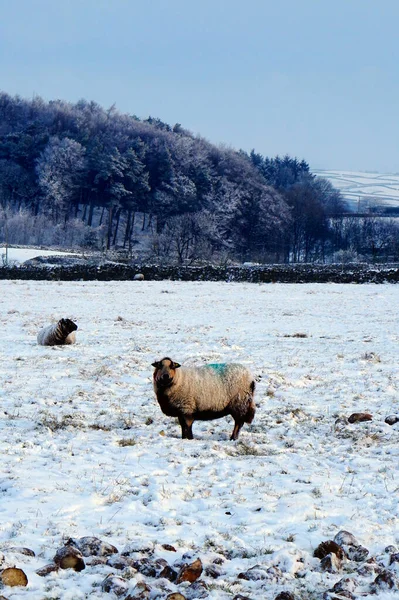 Vue Sur Campagne Yorkshire Hiver — Photo