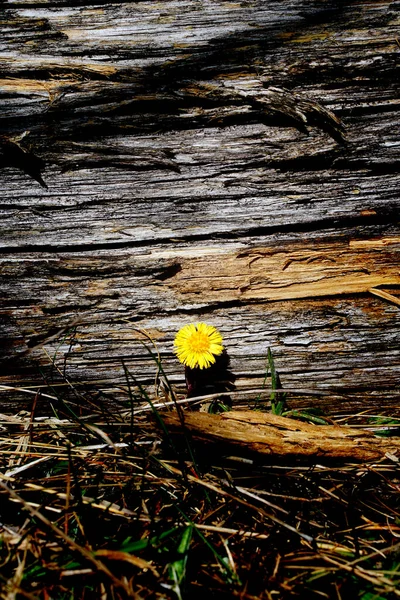 ヨークシャー地方の花の標本 — ストック写真