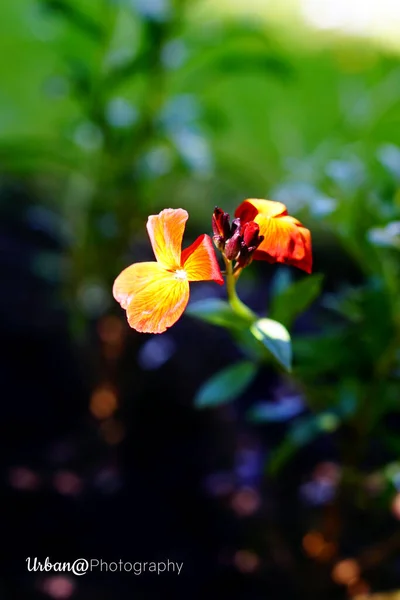 ヨークシャー地方の花の標本 — ストック写真
