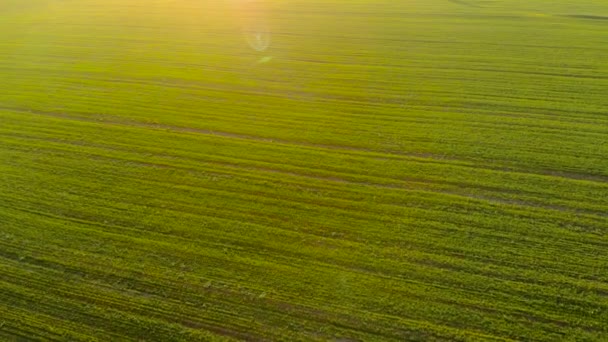 Літаючи над красивим сільським літнім пейзажем з зеленими пшеничними або ячмінними полями у мрійливий золотий захід сонця — стокове відео