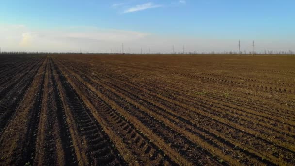 Bela vista no campo com plantas jovens de girassol e faixas de trator sob o céu azul — Vídeo de Stock