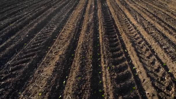 Zblízka půdy na poli se zelenými malými slunečnicemi na farmě a stopami traktorových kol — Stock video