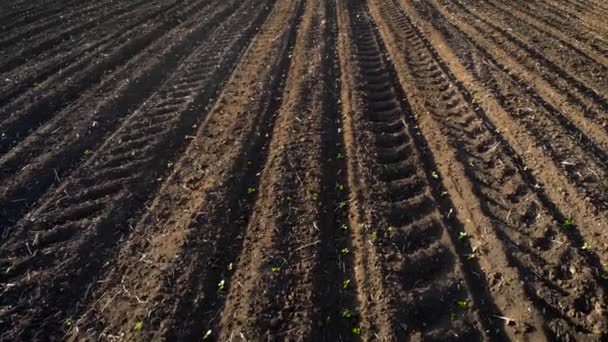 Primo piano del terreno in campo con piccoli girasoli verdi in azienda e tracce di ruote del trattore — Video Stock