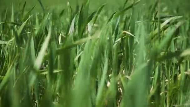 Närbild odla vete eller korn fält för att tillverka öl — Stockvideo