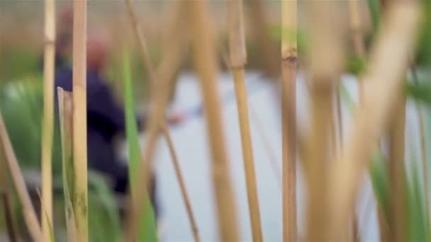 River reeds with man on background holds fishing rod. Fisherman catching — Stock Video