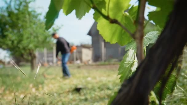 Listy hroznů s zahradníkem seká vysokou trávu s elektrickým zastřihovačem trávníku na pozadí — Stock video