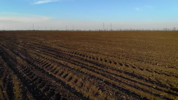 Campo con girasoles recién crecidos bajo el cielo azul — Vídeo de stock