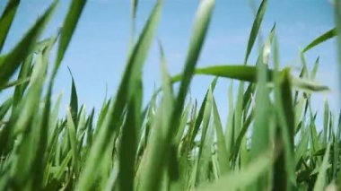 Buğday veya arpa filizleri, arka planda mavi gökyüzü ile kapanır