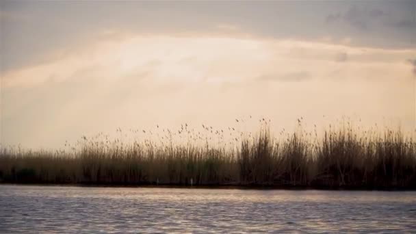 Beautiful sunset over river with small waves and reeds. Sun breaks through clouds at evening — Stock Video