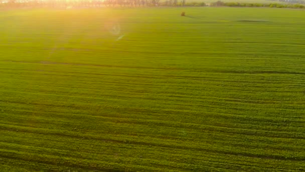 Belle nature, mouvement aérien du drone vers l'avant vue large sur les paysages ruraux, les champs d'orge ou de blé, coucher de soleil éclatant le soir 