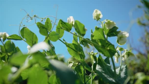 蓝天背景下开花豌豆植物的特写 — 图库视频影像