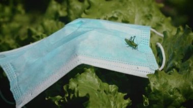 Büyük yeşil çekirge, marul yapraklarına atılmış koruyucu yüz maskesinin üzerine oturur.