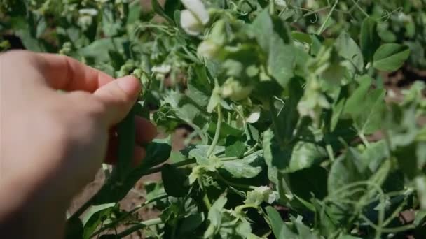 A közeli kéz a nő agronómus érinti hüvely fiatal borsó a területen a gazdaságban — Stock videók