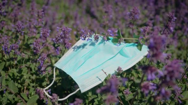 Used and discarded medical face mask hangs on purple lavender flowers after end of coronavirus epidemic — Stock Video