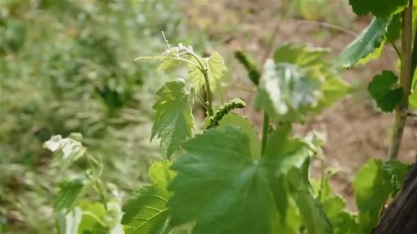 Hojas de hermosas uvas en el jardín sobre el fondo de hierba verde de primavera — Vídeo de stock