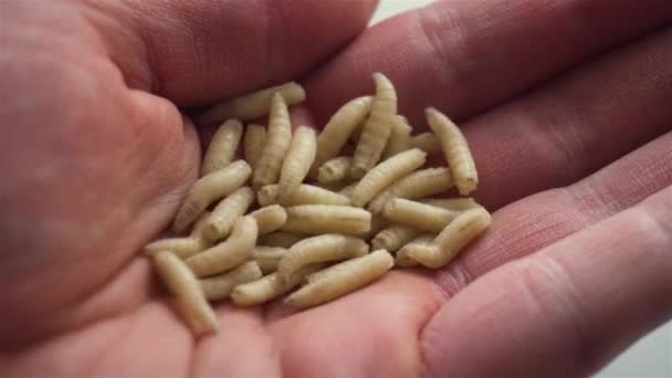 Fechar de lote de larvas brancas em homens mão em movimento e rastejando — Vídeo de Stock