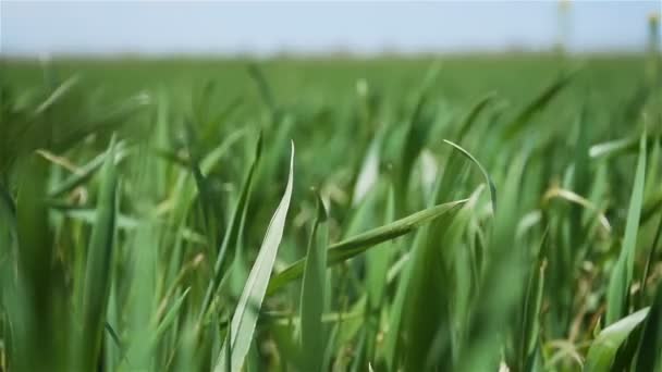 Brotes de trigo o cebada se cierran con el cielo azul de fondo en cámara lenta — Vídeos de Stock
