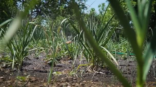 Aspersor de césped automático que riega los cultivos verdes y las verduras en movimiento de siembra — Vídeos de Stock