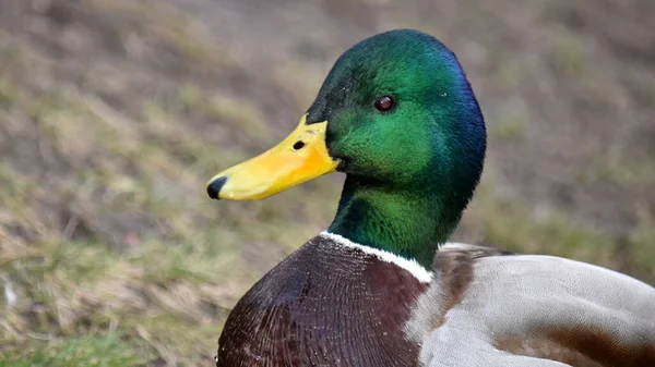 Bir Mallard Duck portresi - sarı gagalı yeşil drake kafası