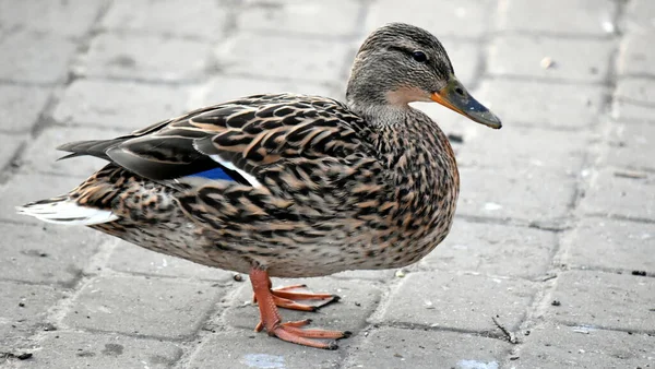 Portrait Mallard Duck Brown Female Gray Beak Blue Feather — Stock Photo, Image