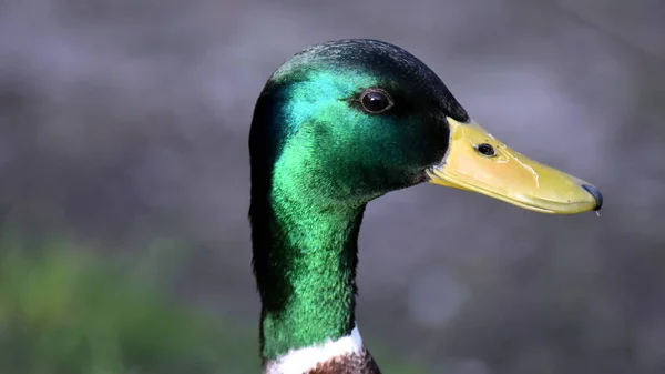 Portrait of a Mallard Duck - green drake head with a yellow beak