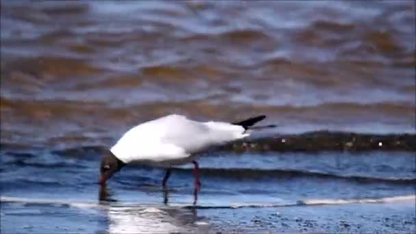 Usual Seagull Searching Food Waves Blue Sea Shore — Stock Video