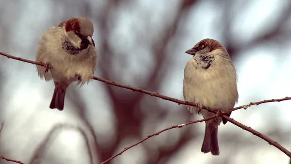 Une Paire Moineaux Domestiques Sur Une Branche Moineau Domestique Printemps — Photo