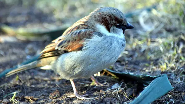 Bruant Domestique Printemps Dans Une Zone Parc Couleur Plumage Est — Photo