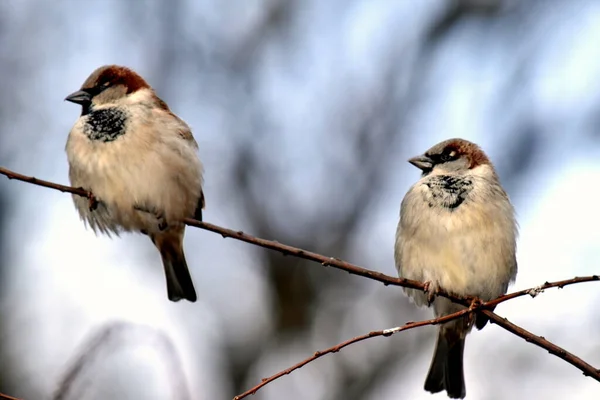 Une Paire Moineaux Domestiques Sur Une Branche Moineau Domestique Printemps — Photo