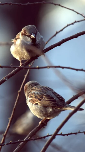 Para Wróbli Gałęzi Dom Sparrow Wiosną Parku Obszarze Kolor Upierzenia — Zdjęcie stockowe