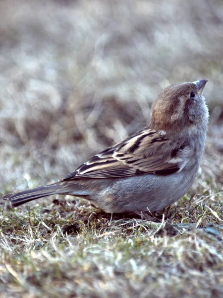 Sparrow Hanesi baharda bir park alanında. Tüylerinin rengi kahverengi, üstü siyah lekeli, altı beyaz ya da gri. Seçici odaklanma. Yeşil gri arkaplan.