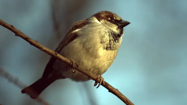 Bruant Domestique Sur Une Branche Printemps Dans Une Zone Parc — Photo