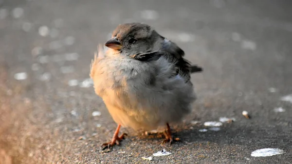 Parktaki House Sparrow Pilici Üstü Kahverengimsi Kahverengimsi Üstü Siyah Lekeli — Stok fotoğraf
