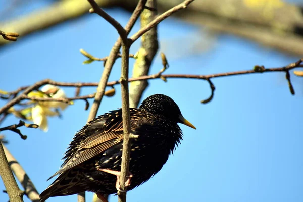 Estorninho Comum Com Plumagem Verde Violeta Pontos Brancos Nas Asas — Fotografia de Stock