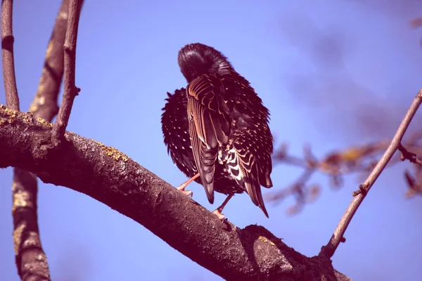 Vanlig Stjärna Med Violgrönt Fjäderdräkt Vita Prickar Vingarna Och Gul — Stockfoto