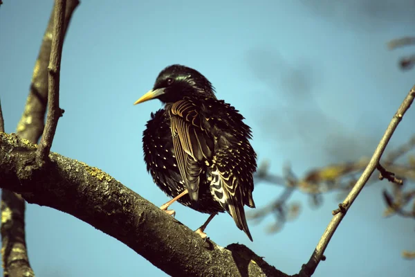 Vanlig Stjärna Med Violgrönt Fjäderdräkt Vita Prickar Vingarna Och Gul — Stockfoto