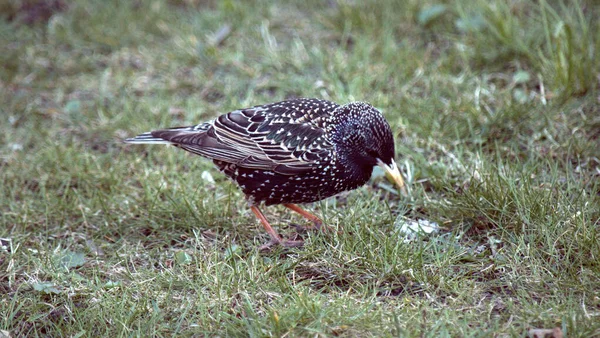 Ordinary starling with violet-green plumage, white dots on the wings and a yellow beak. Green gray background. One Starling on the grass.