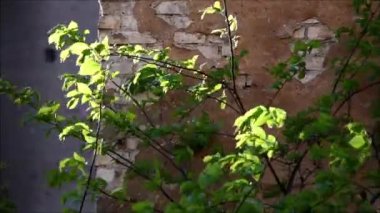 Bahar rüzgarı yeşil dalları sallıyor. Arka planda tuğla duvar.
