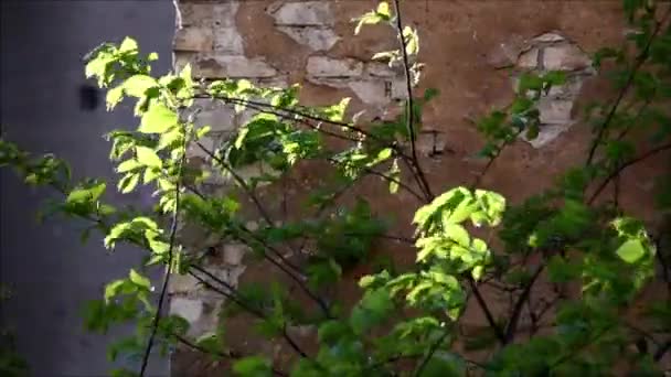 Весенний Ветер Раскачивает Зеленые Ветви Кирпичная Стена Заднем Плане — стоковое видео