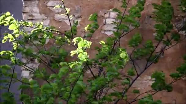 Зеленые Ветви Дерева Освещенные Лучами Солнца Раскачивающиеся Ветром — стоковое видео