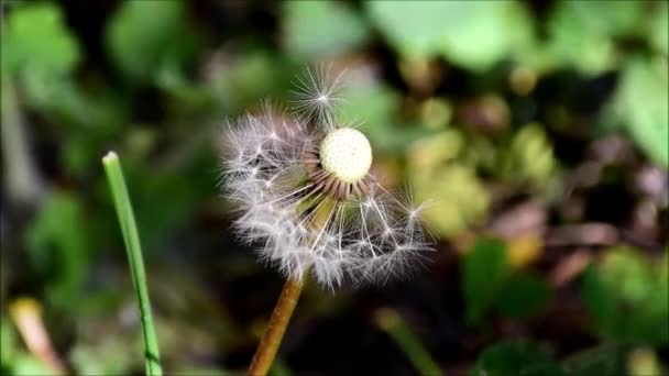 Fluffiga Vita Maskros Blomma Frön Svajar Vinden Mot Bakgrund Grönt — Stockvideo