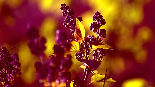 Unblown sprig of lilac on a yellow-violet background with space for text