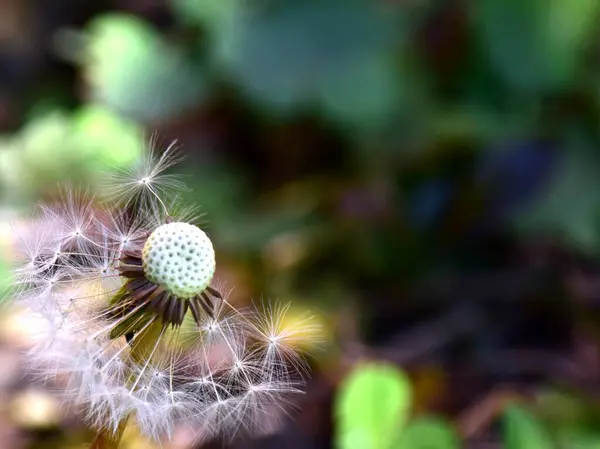 ふわふわの白いタンポポの花の種は テキストのためのスペースを持つ太陽の下で緑の草の背景に風に揺れる — ストック写真