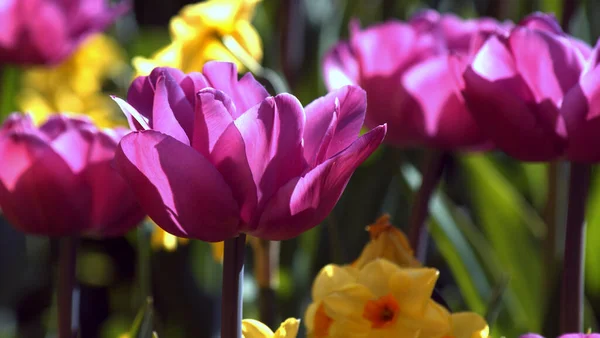 Yeşil Arka Planda Çiçek Açan Leylak Sarısı Nergislerin Resmi — Stok fotoğraf